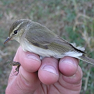 Greenish Warbler